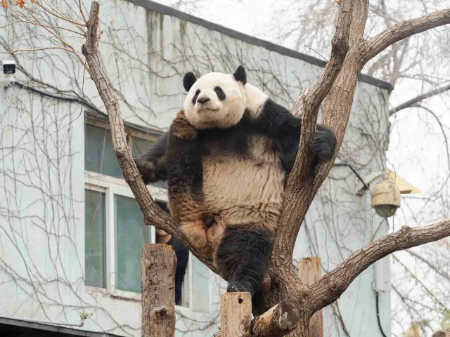 北京動物園