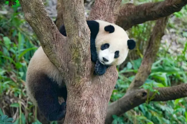 臺北市立動物園