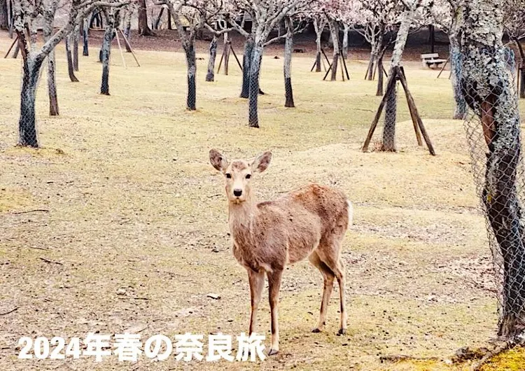 2024年　春の奈良旅！お花見に便利なホテルとお花見スポットをご紹介