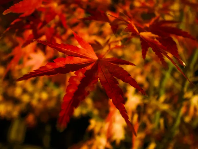 福岡紅葉