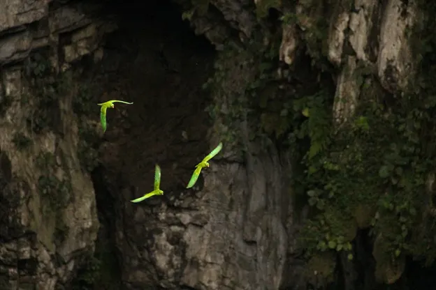 Parrocchetti verdi che che escono in volo dalla Grotta delle rondini