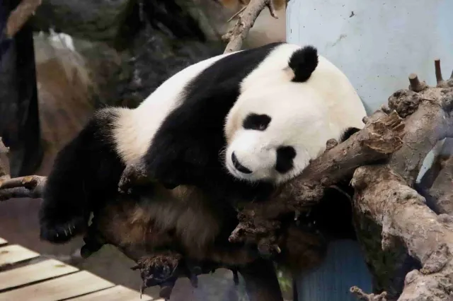 奧韋漢德動物園