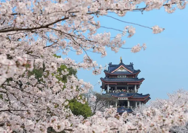 【日本櫻花攻略】超人氣5大城市賞櫻景點、預測花期、推薦住宿大公開！