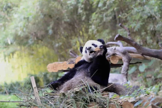 廣州長隆野生動物世界