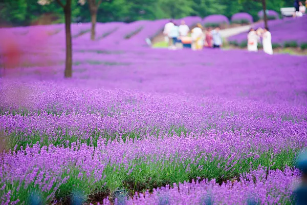 上海薰衣草公園