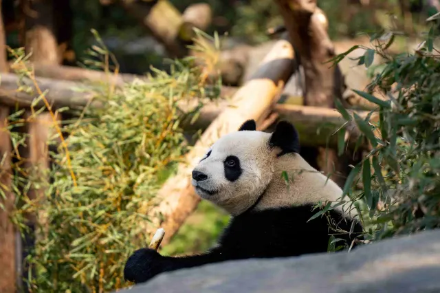 南京紅山森林動物園