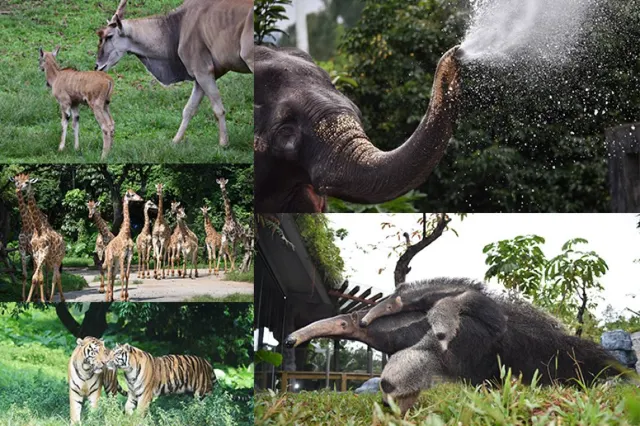 深圳野生動物園