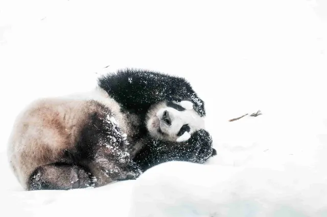 哥本哈根動物園