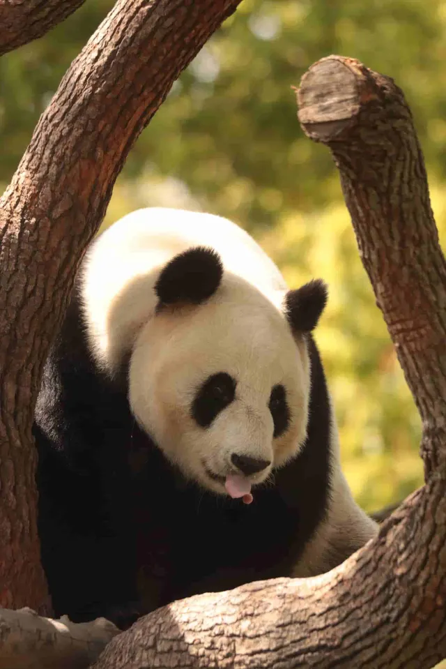 上野動物園