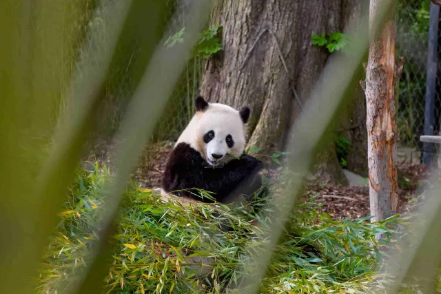 比利時天堂動物園