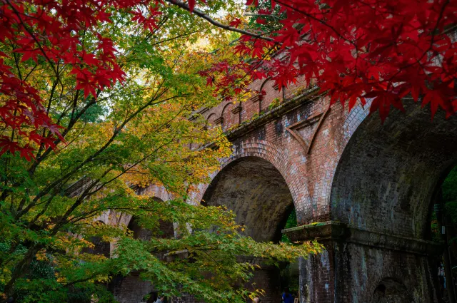 京都楓葉