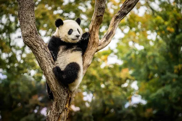 西柏林動物園