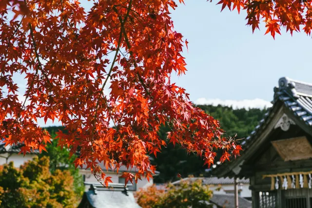 京都楓葉