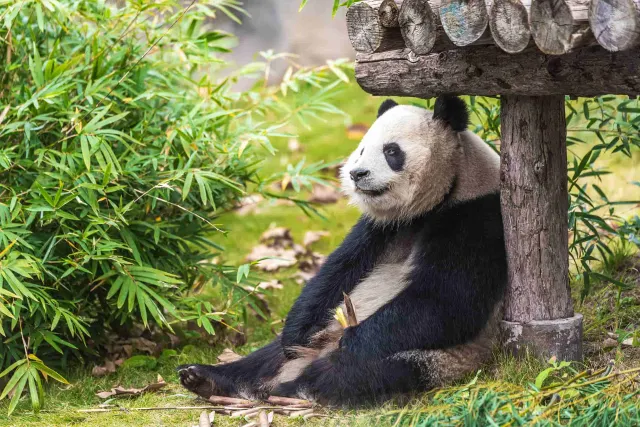 大連森林動物園