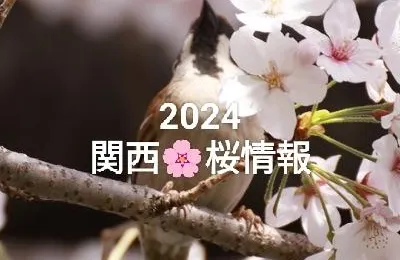 『2024年』桜・桜満開　厳選・関西のお花見おすすめスポット🌸開花・満開予測情報