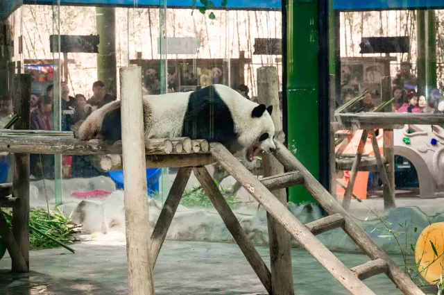 洛陽欒川竹海野生動物園