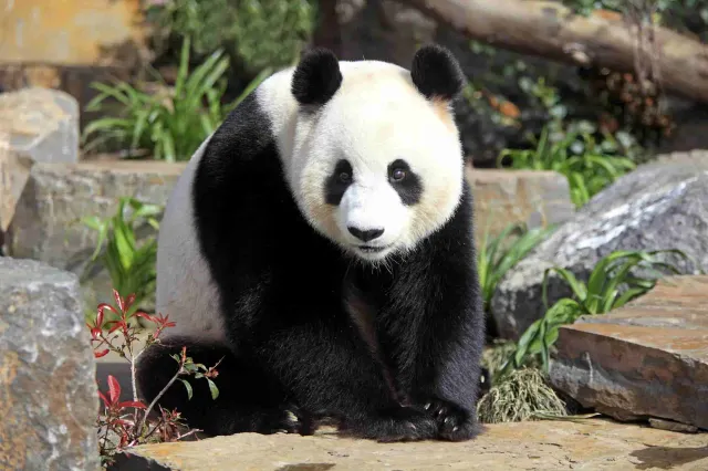 阿德萊德動物園