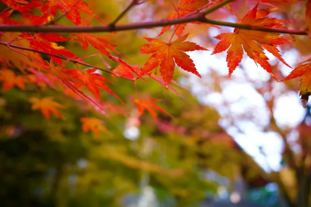 福岡紅葉