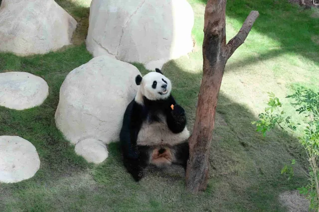 廣州長隆野生動物世界