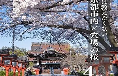 【京都×桜】超絶混雑回避‼️誰も投稿してない🤫京都市内の無料穴場桜スポットまとめを紹介🌸