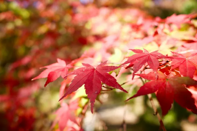 福岡紅葉