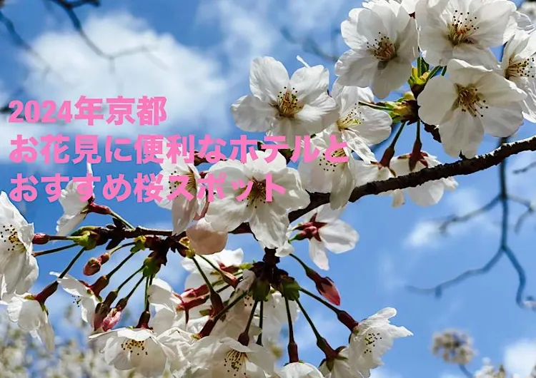 【桜を見に行こう】2024年、京都のお花見に便利なホテル！とおすすめ桜スポット