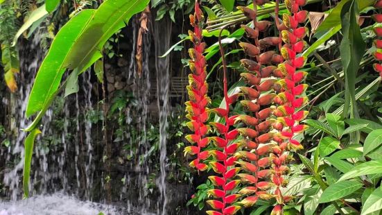 Kuala LumpurButterfly Park Mal