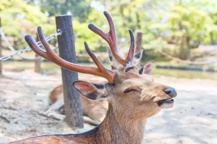 動物園提供互動體驗