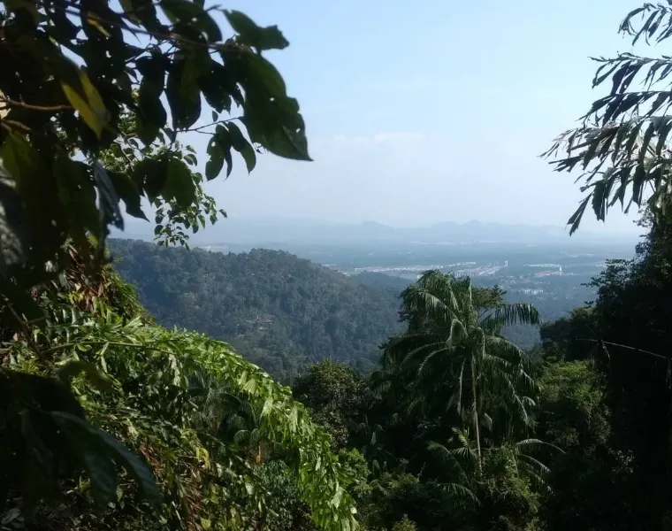 大山腳休養林