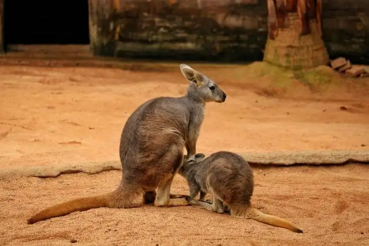 深圳哪裏好玩 – 深圳野生動物園