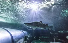 悉尼水族館