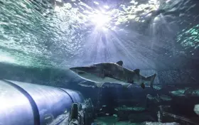 悉尼水族館