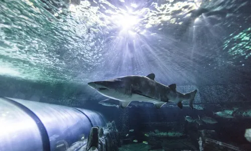 SEA LIFE Sydney Aquarium