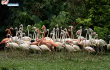 Chimelong Birds Park