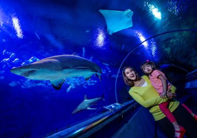 吉隆坡城中城水族館