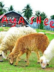 Pattaya Sheep Farm