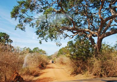 Yala National Park