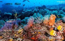 Dive Concepts Lembongan