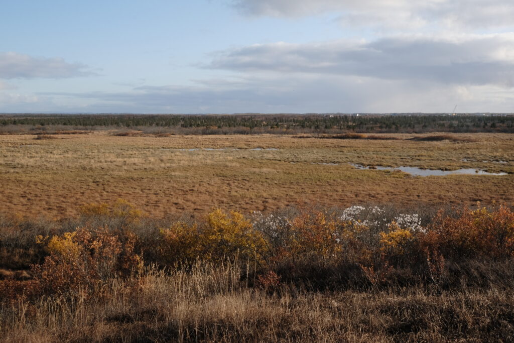 The tundra in the Yukon-Kuskokwim Delta is seen in the evening sun on Oct. 11, 2023. (Photo by Claire Stremple/Alaska Beacon)