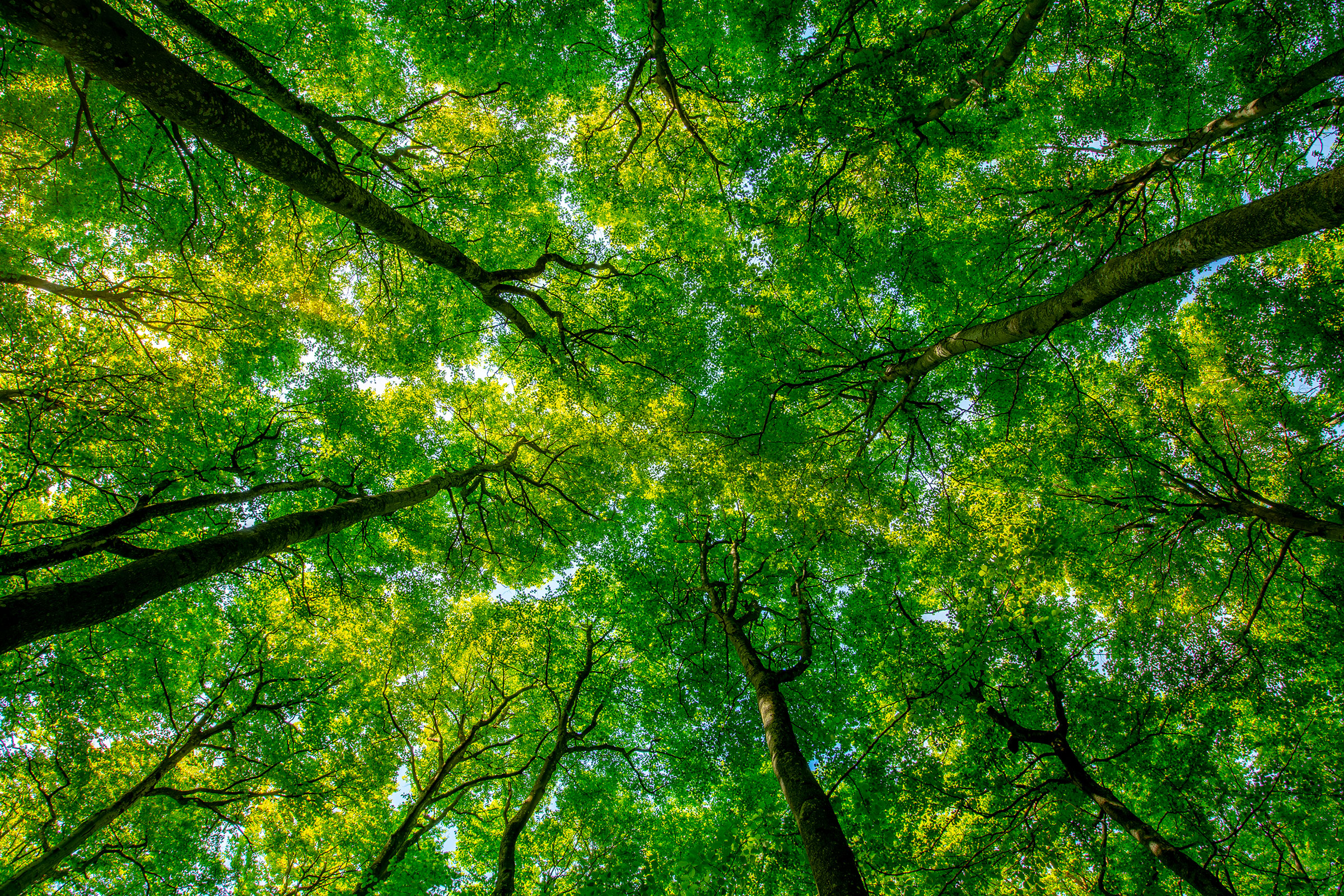 Treetops seen from a low angle