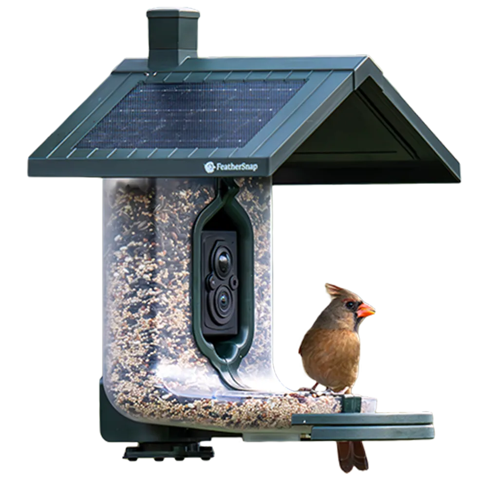 FeatherSnap Wi-Fi smart bird feeder  and a bird standing on it 