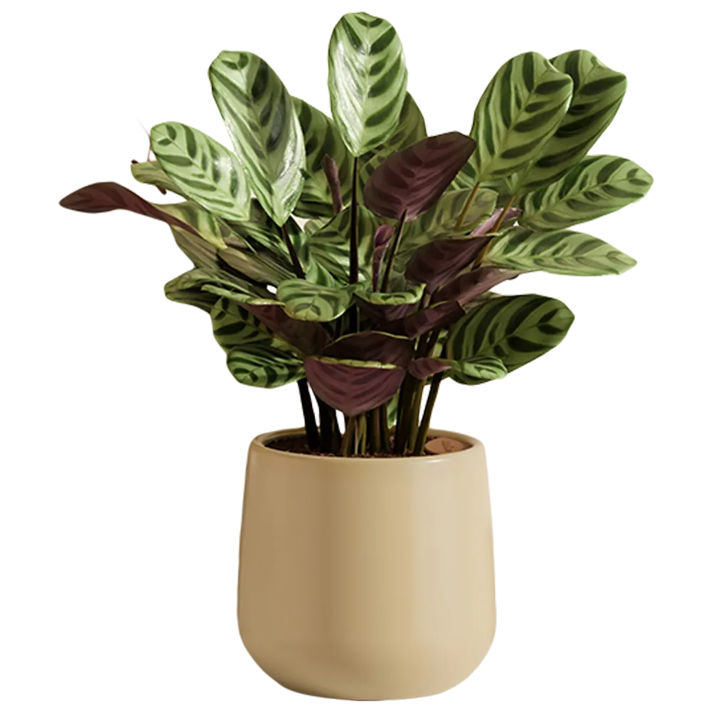 A potted plant