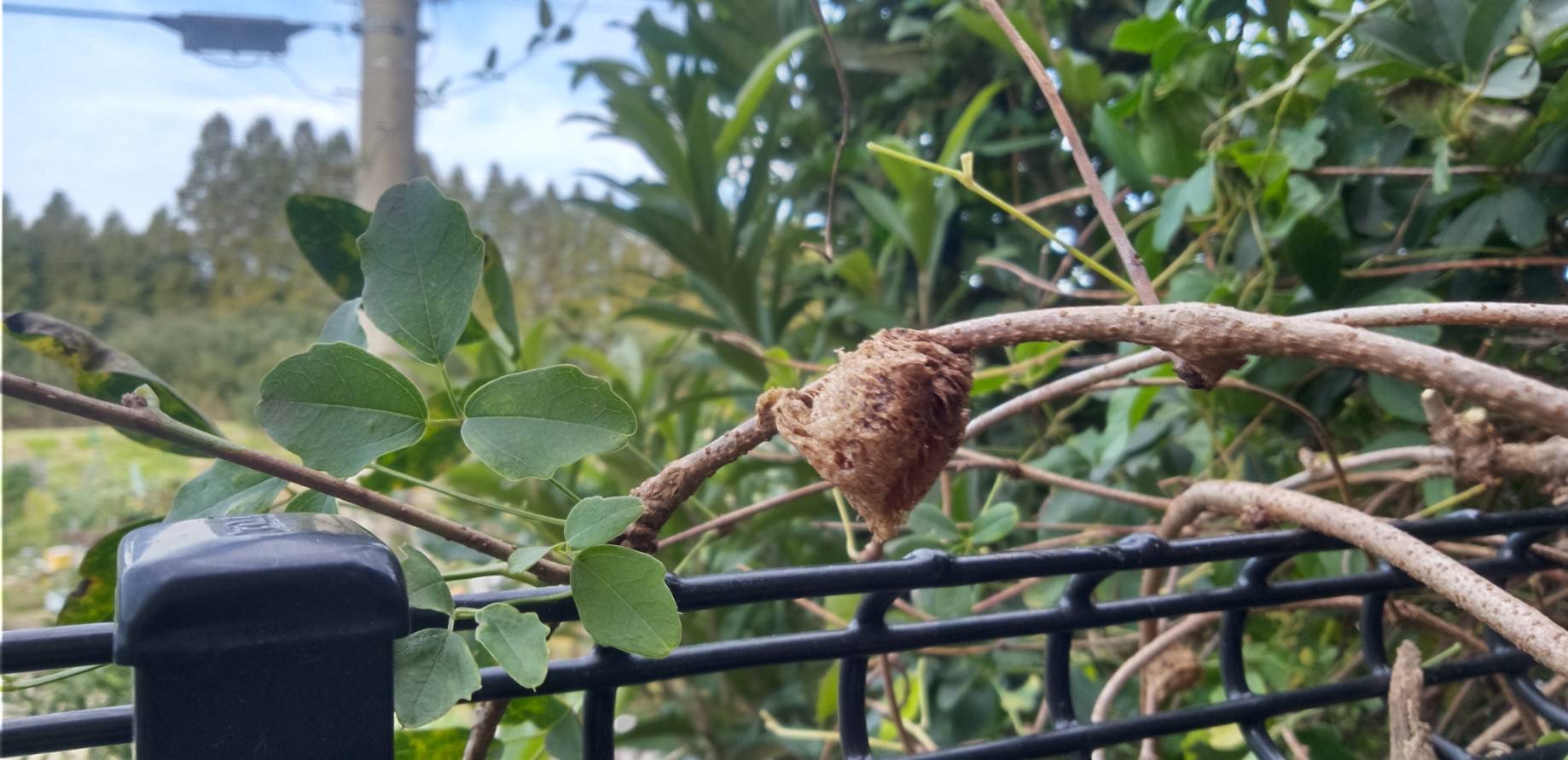 カマキリさんのたまご