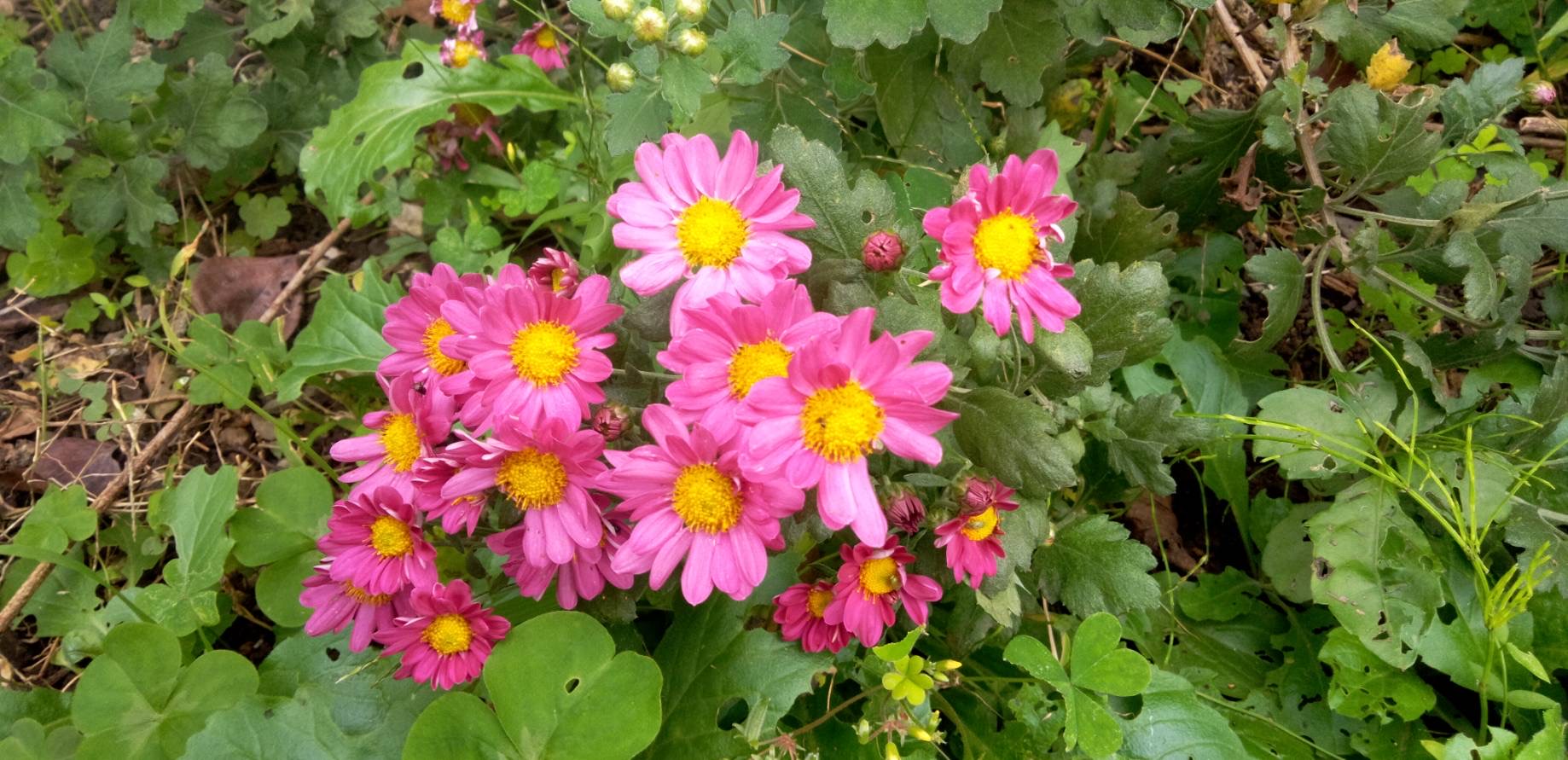 菊の花が咲き出した