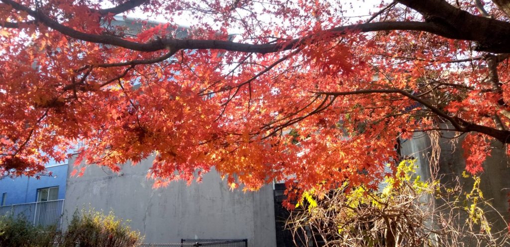 朝日に透ける紅葉