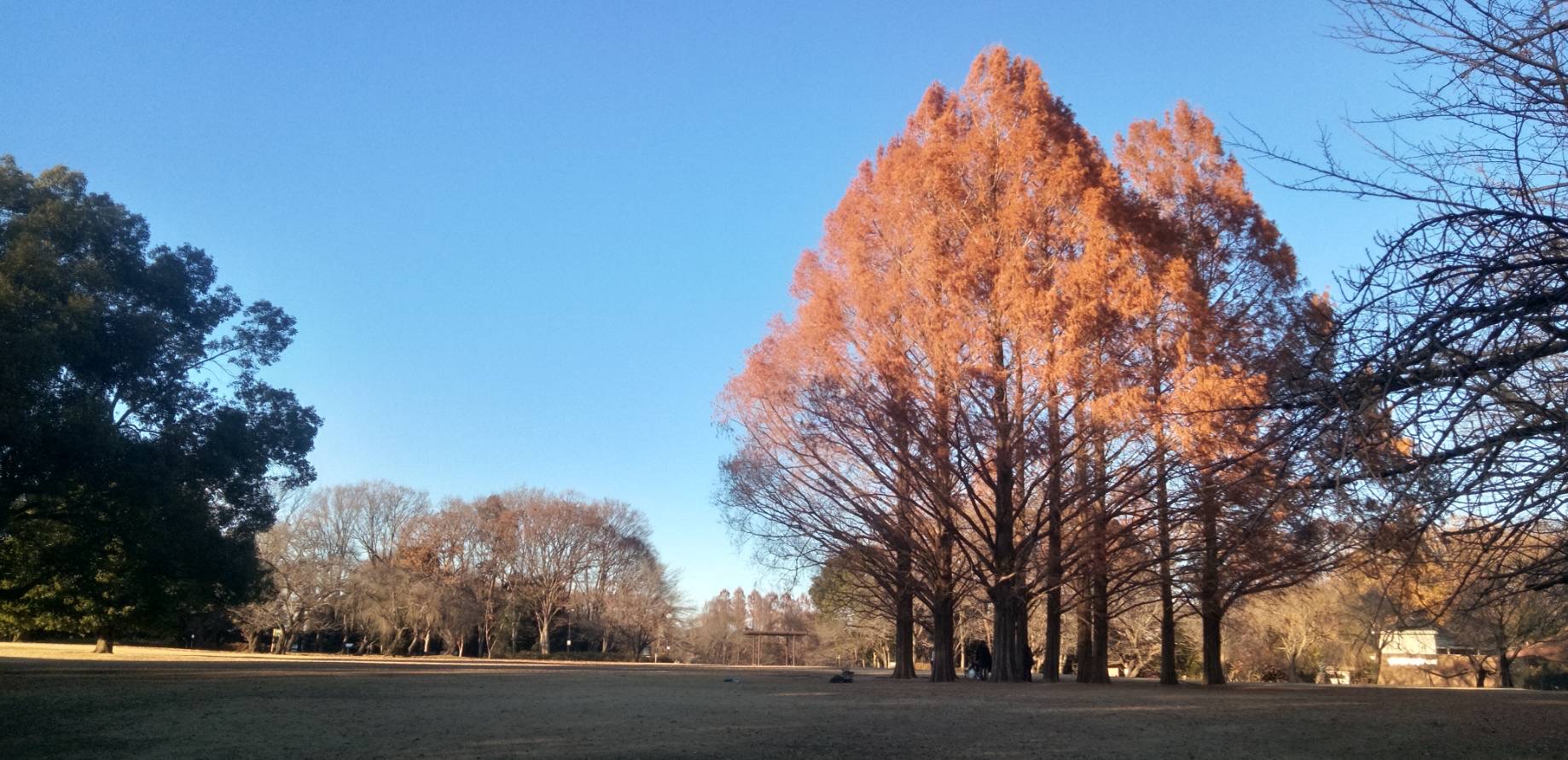 公園を歩いてみた