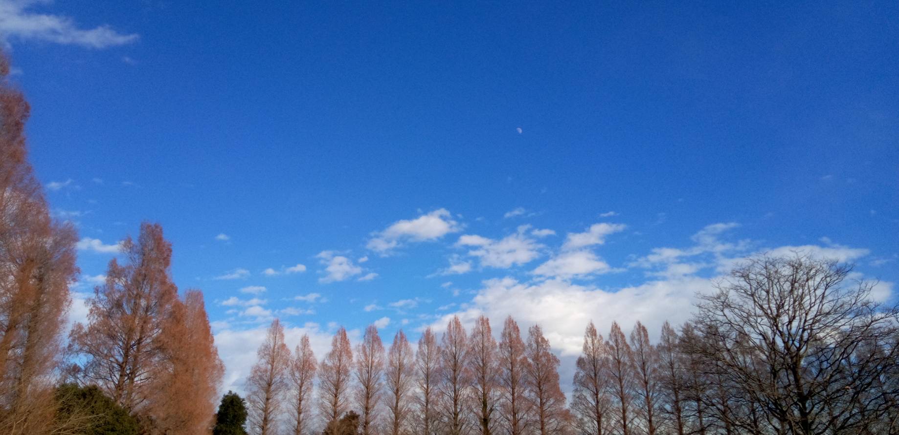 公園側から見たメタセコイヤの風景