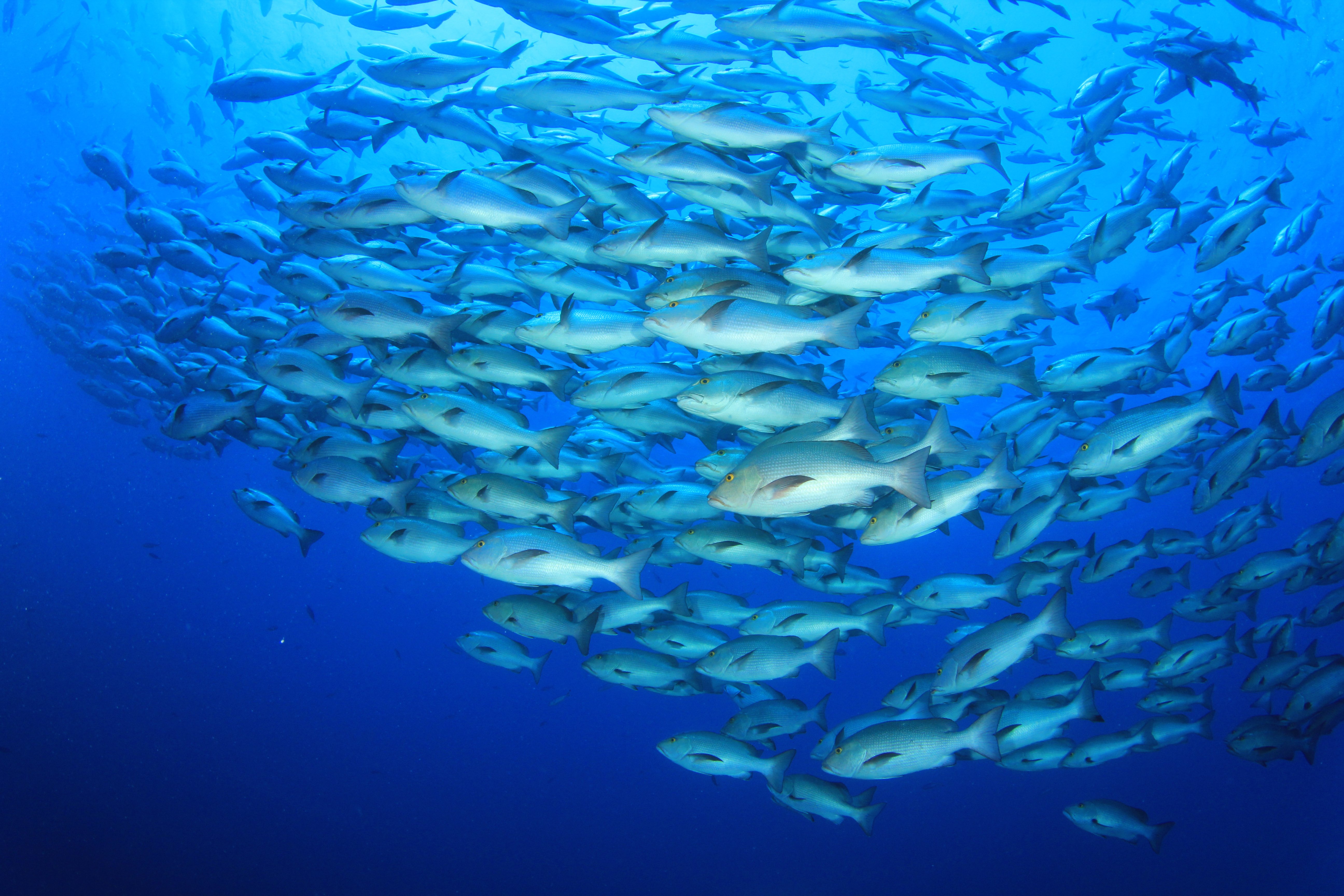 Bohar Snappers gather at Shark Reef in the Red Sea during summer