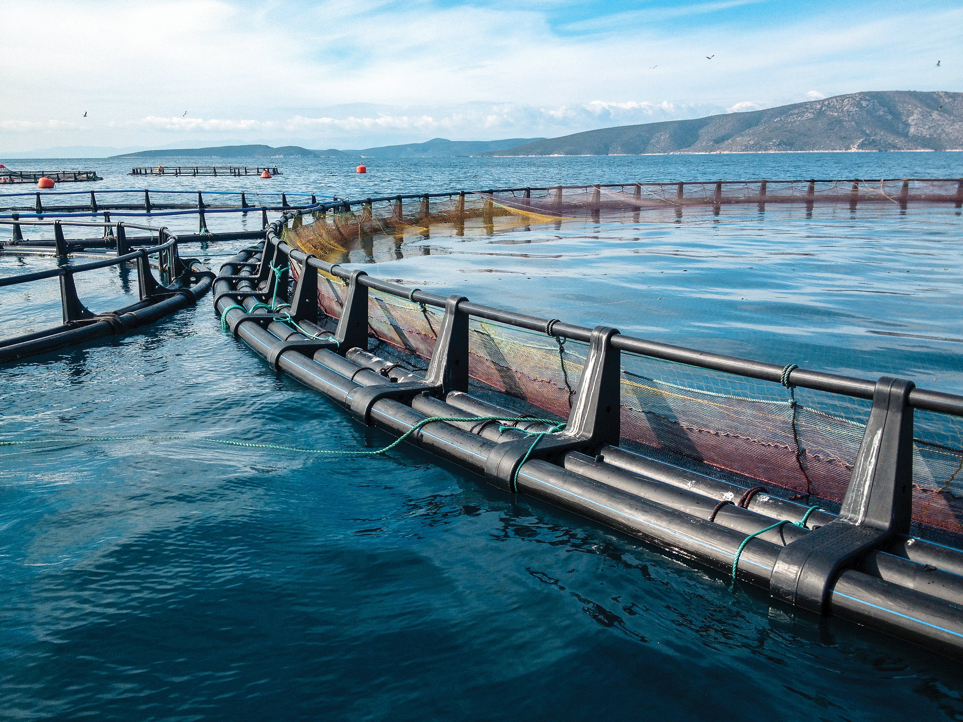 A fish farm in turkey at sea