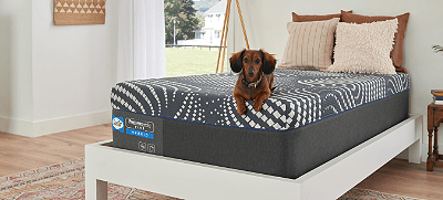 A small dog laying on a Sealy Posturepedic Plus Hybrid Mattress